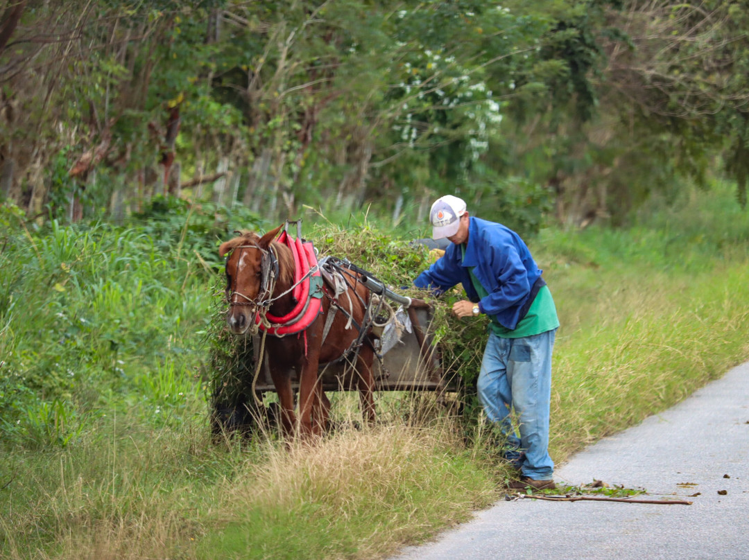 Cuba Travel Adventures Group-Tiburon必去景点