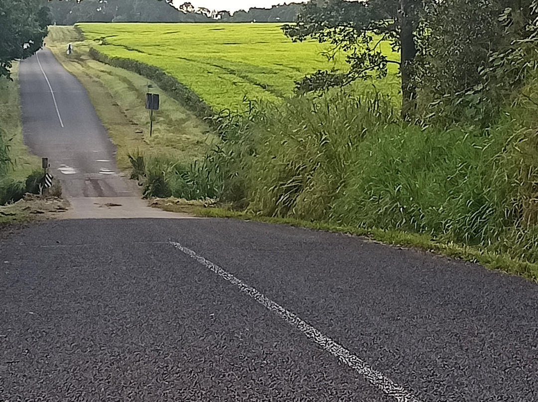 Nerada Tea Plantation-马兰达必去景点