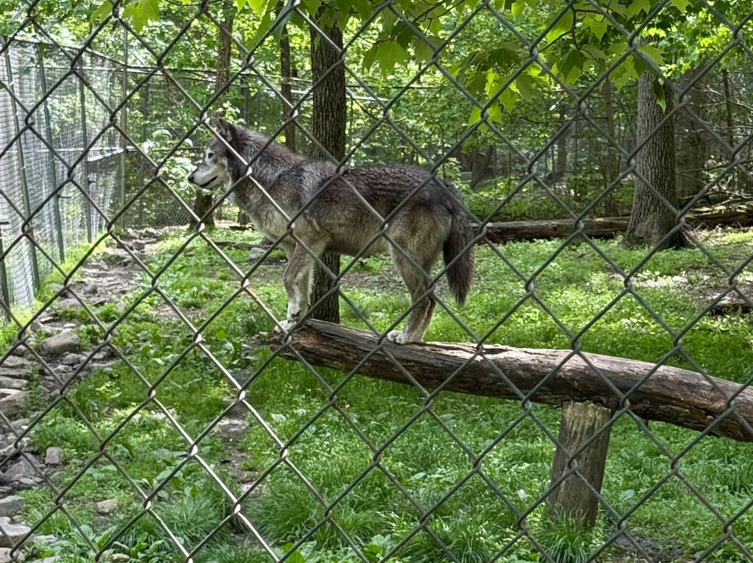 Lakota Wolf Preserve景点图片