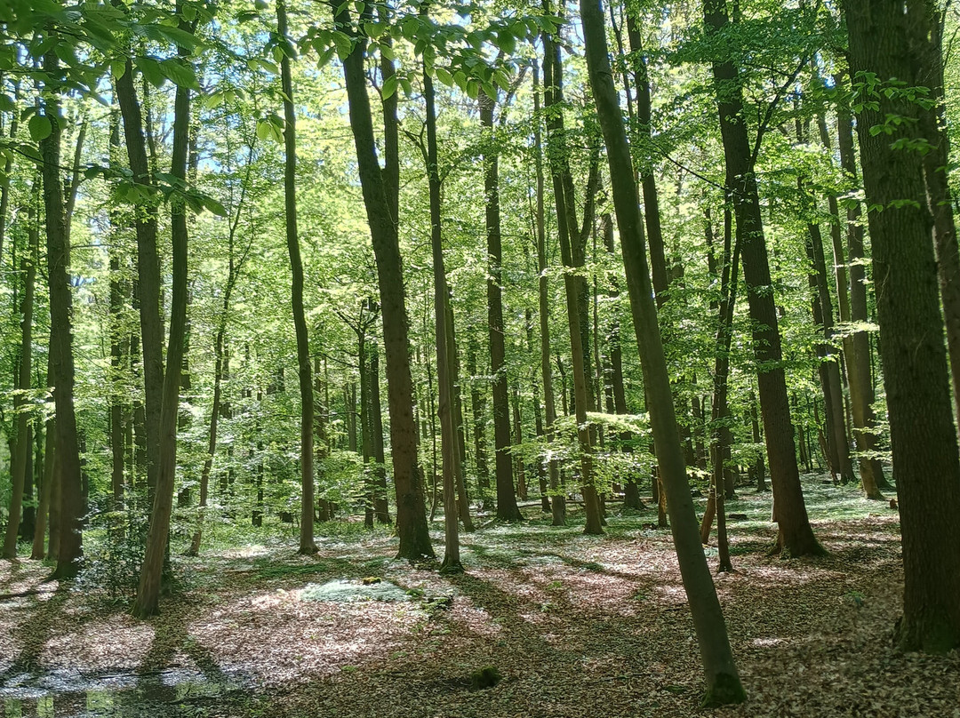 Bad Bentheim Touren-Bad Bentheim必去景点