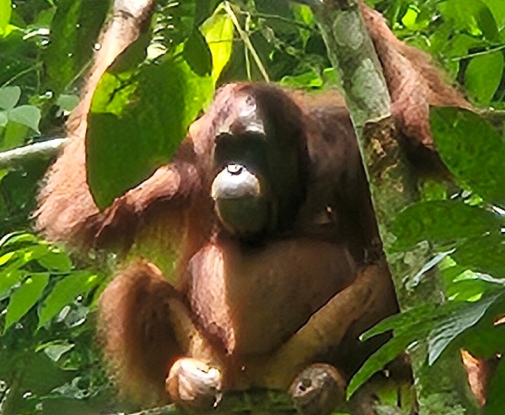 Sumatera Ketambe Trekking-Ketambe必去景点