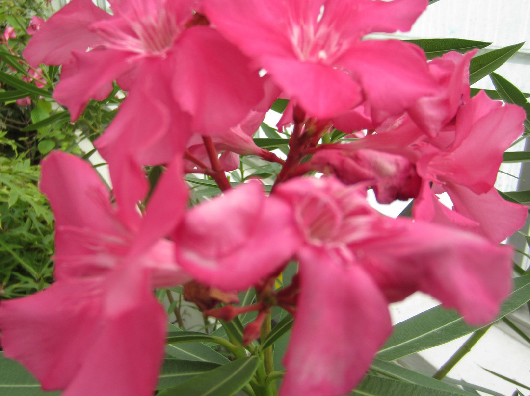 Buffalo and Erie County Botanical Gardens-水牛城必去景点