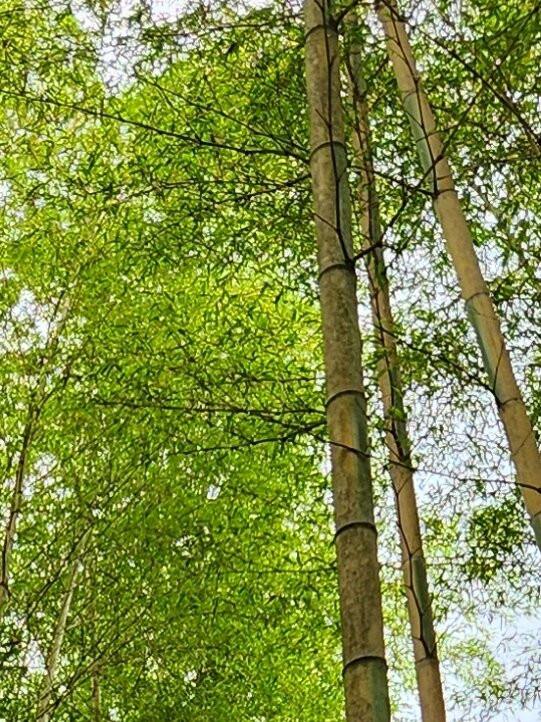 Four Seasons Bamboo Forest Wakayama Farm-宇都宫市必去景点