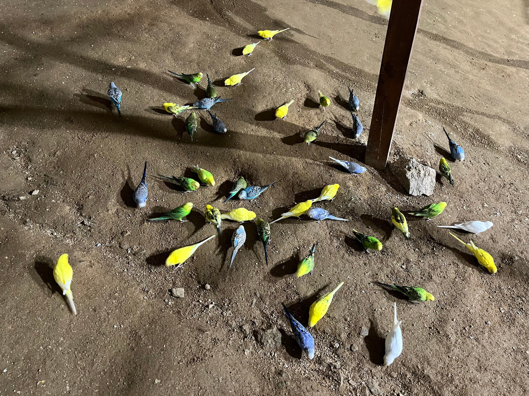 Alpaca World-洪川郡必去景点