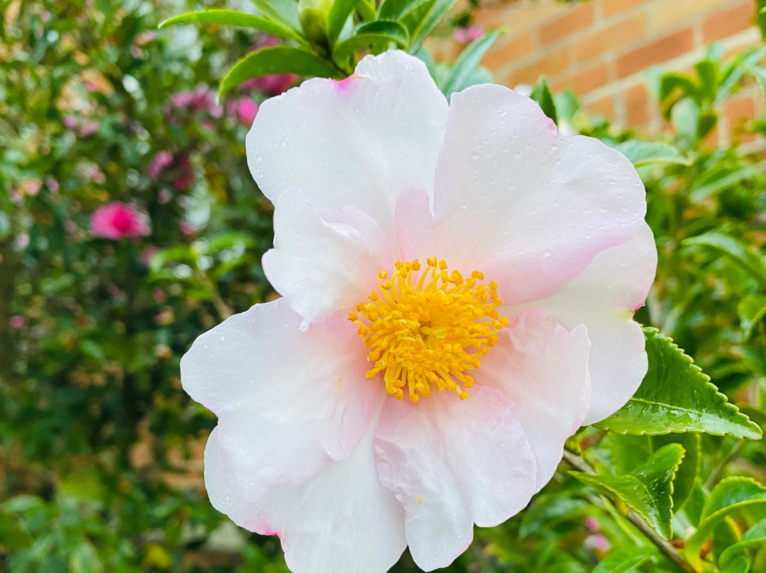 Bega Uniting Church-贝加必去景点