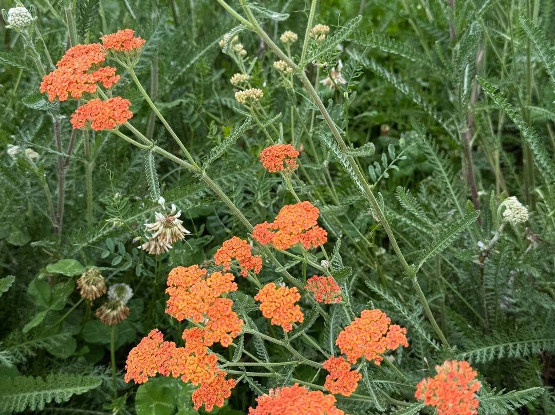 Oso Slide Memorial-阿灵顿必去景点