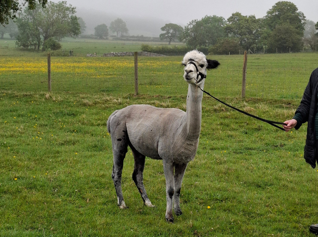 Teesdale Alpacas (Open by Appointment Only)-Barnard Castle必去景点