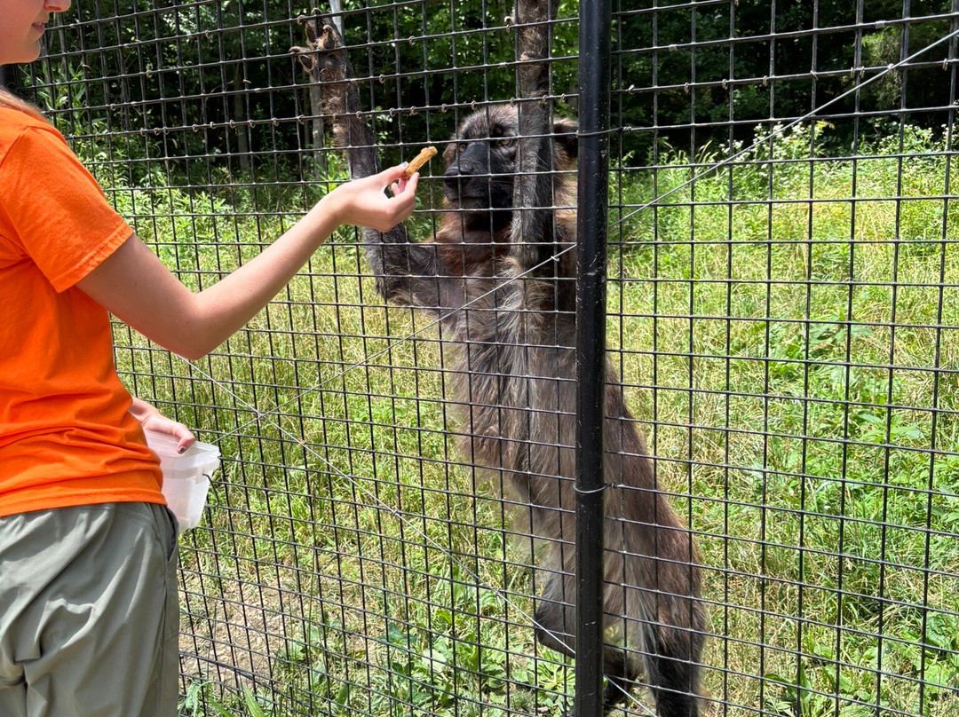 Red Wolf Sanctuary-Rising Sun必去景点