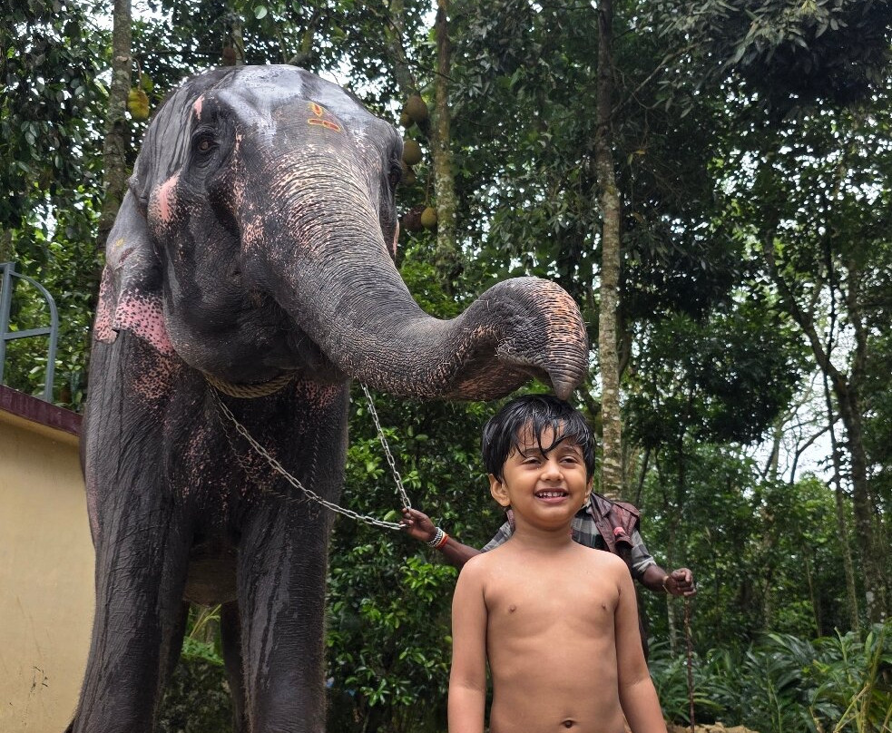 Kalpavanam Elephant Park-帖可迪必去景点