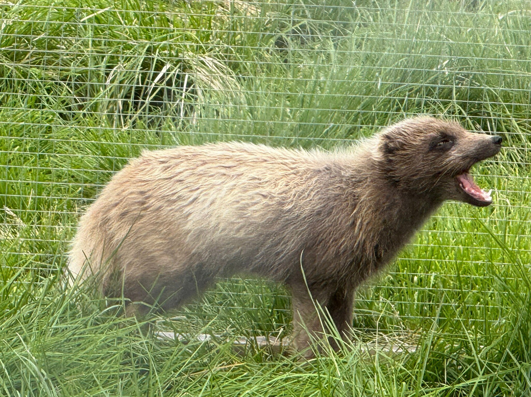 Petting Zoo Daladýrd-阿克雷里必去景点
