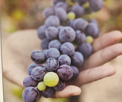 Antigua Bodega La Sangre-隆达必去景点