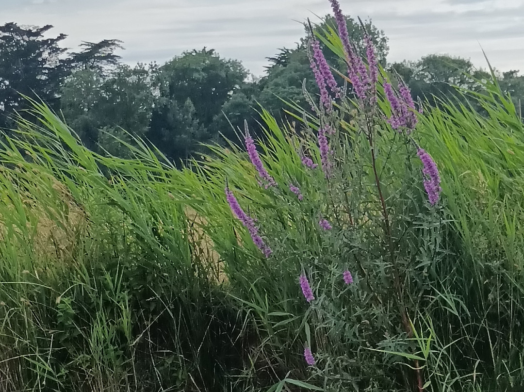 Les Canoës du Marais-Givrand必去景点
