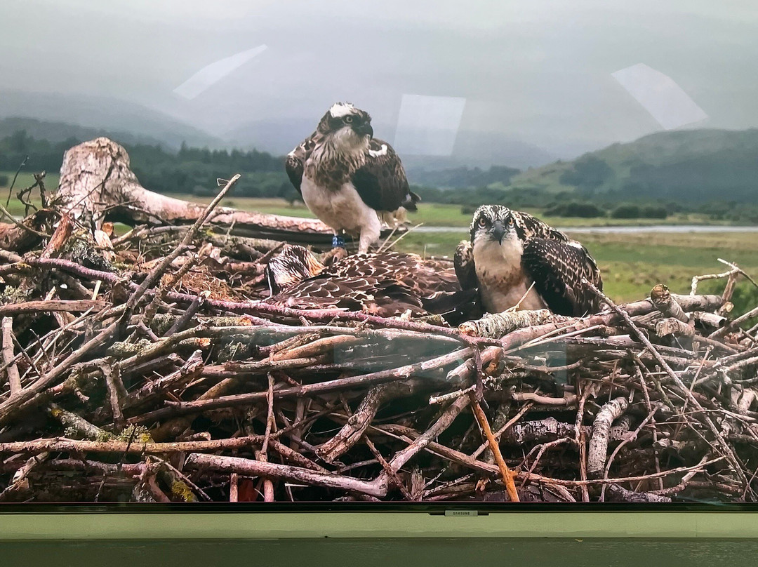 Dyfi Osprey Project-Derwenlas必去景点