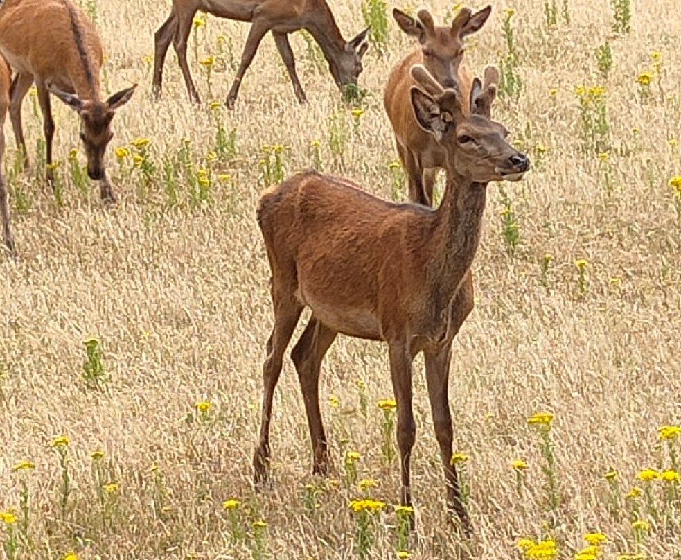Snettisham Park-金斯林必去景点