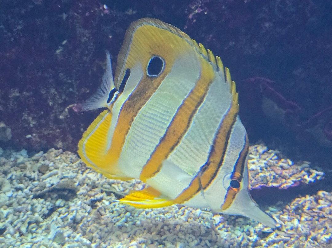 Aquarium de Lyon-La Mulatiere必去景点