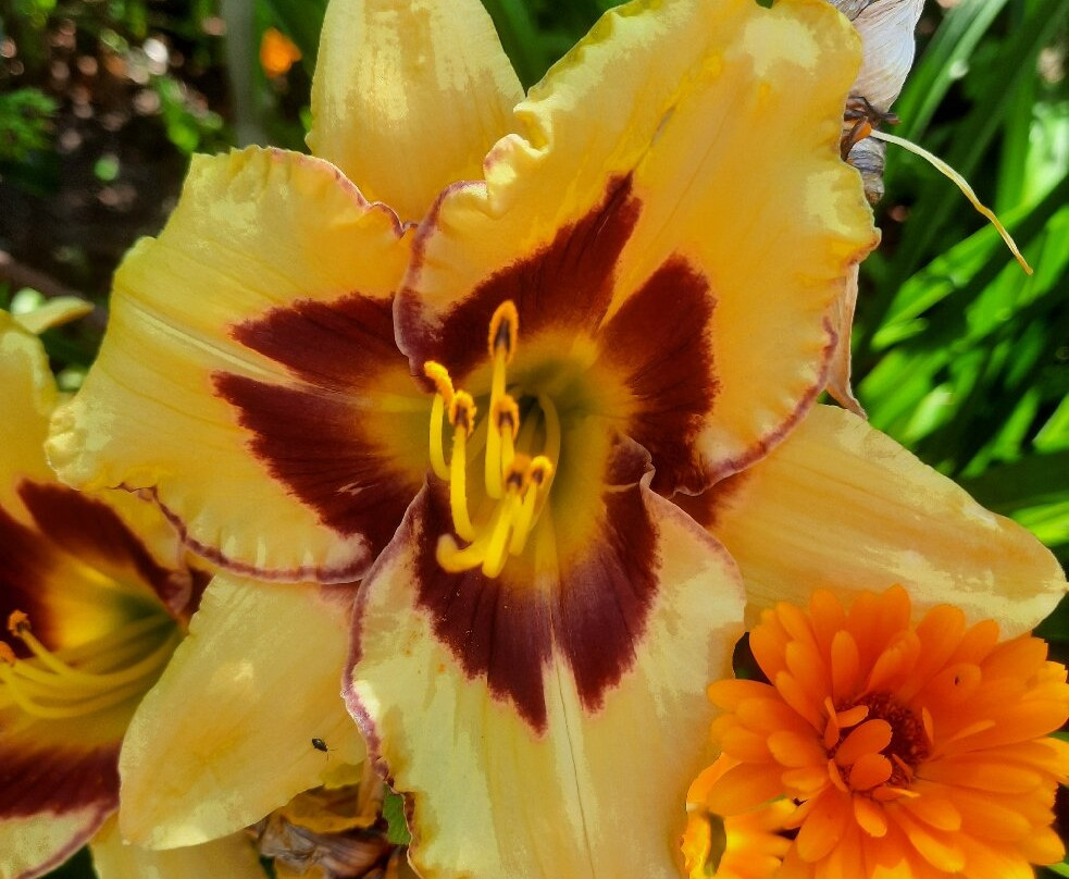 Parc de l'Arboretum-昂热必去景点