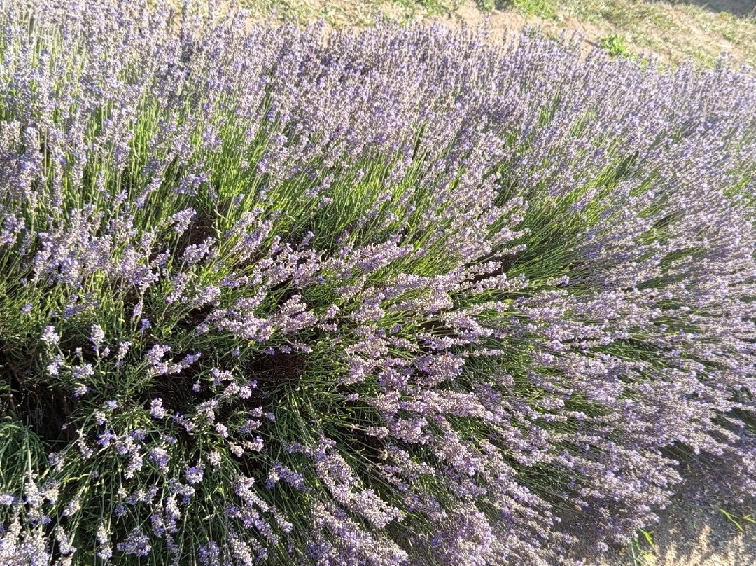 Parco Della Lavanda-Campotenese必去景点