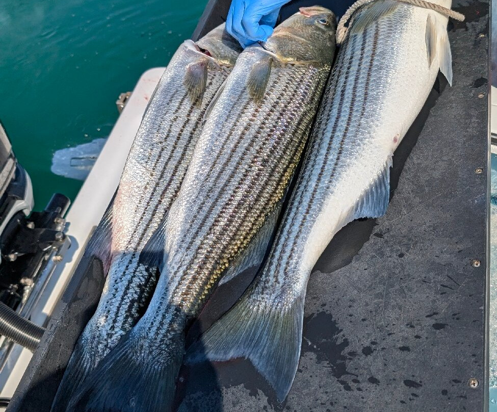Schooney Fishing Charters-Truro必去景点