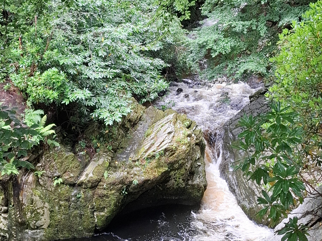 Tollymore Forest Park-纽卡斯尔必去景点