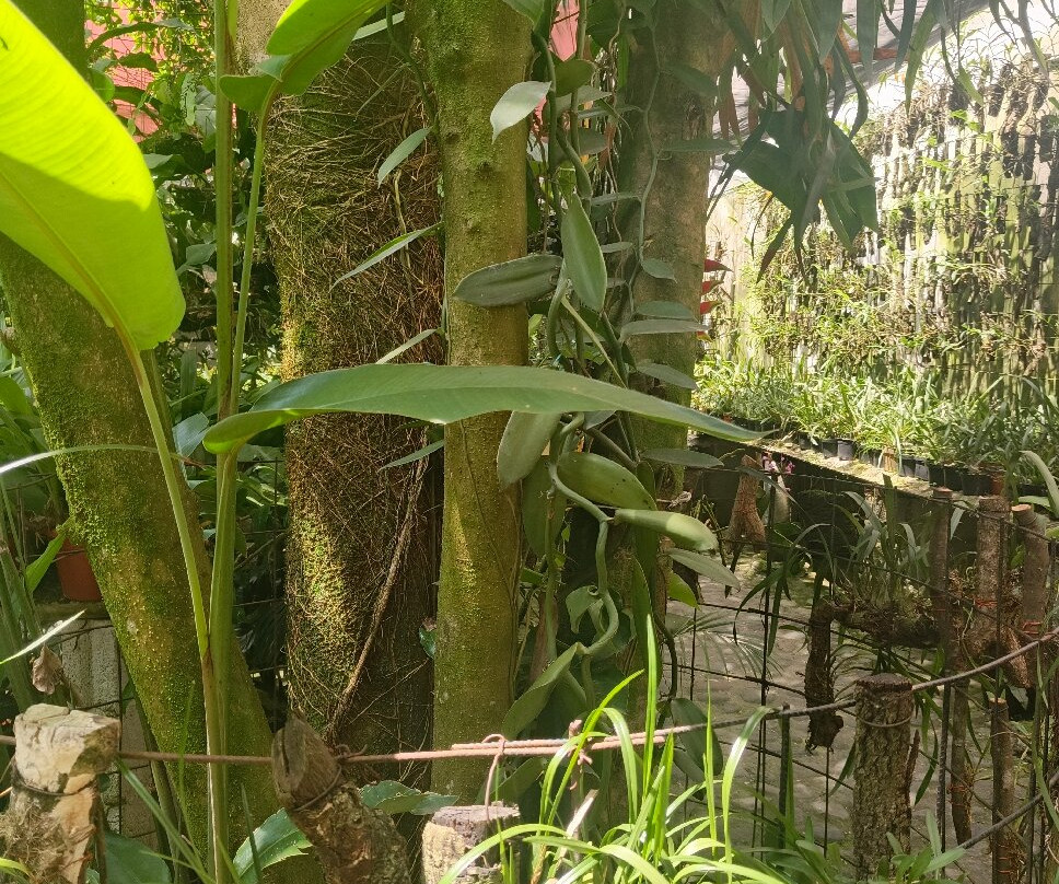 Museo De La Orquídea-科特佩必去景点