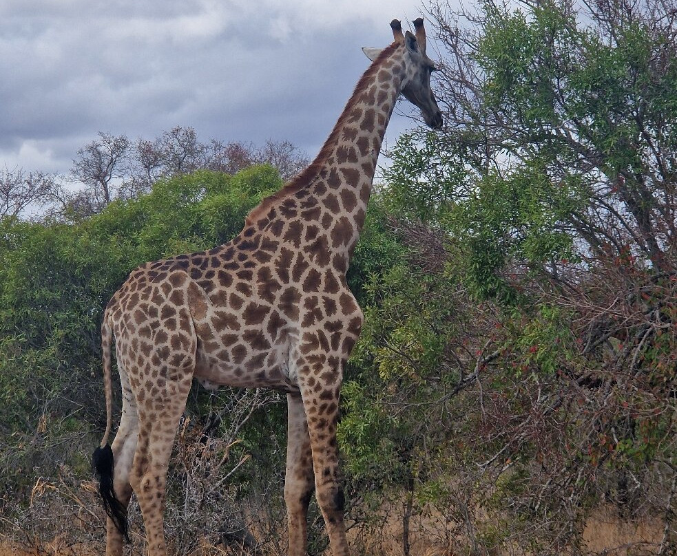 Robbie Williams Safaris-雾观必去景点