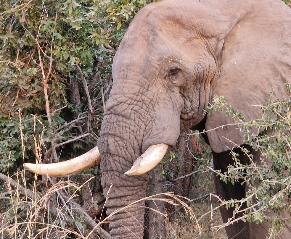 Robbie Williams Safaris-雾观必去景点