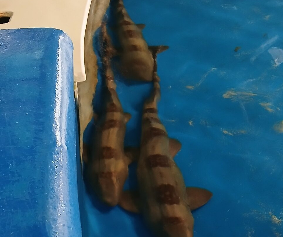 The Institute for Marine Mammal Studies-格尔夫波特必去景点