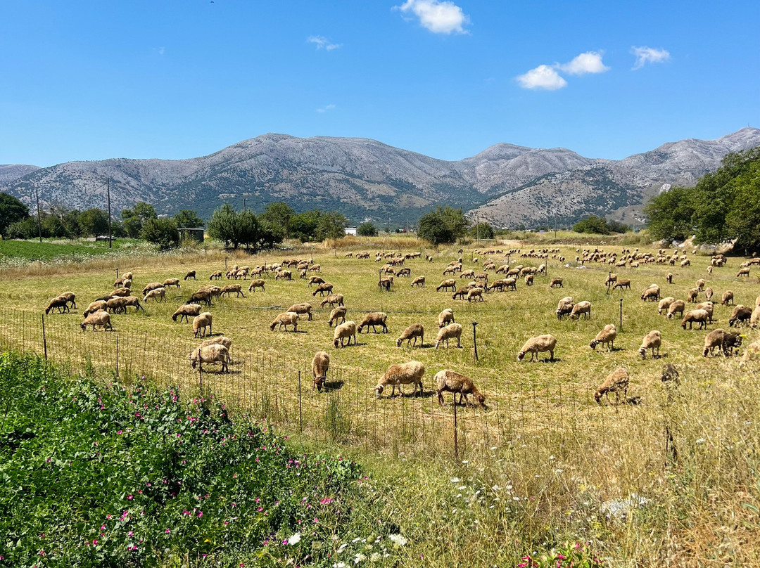 Safari Experts Crete-马利亚必去景点