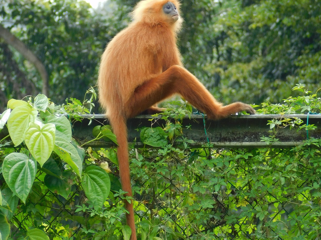 1StopBorneo Wildlife-斗湖必去景点