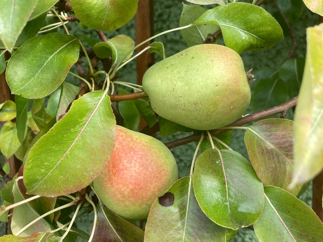 Gartenzimmer主图