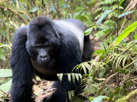 Gorilla Link Tours-坎帕拉必去景点