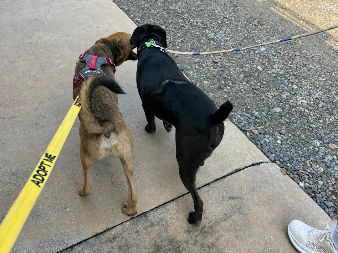 Wet Noses Rescue-Corral del Risco必去景点