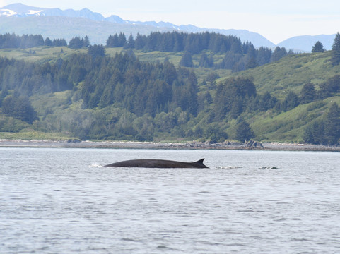 Kodiak Alaskan Adventures-Kodiak必去景点