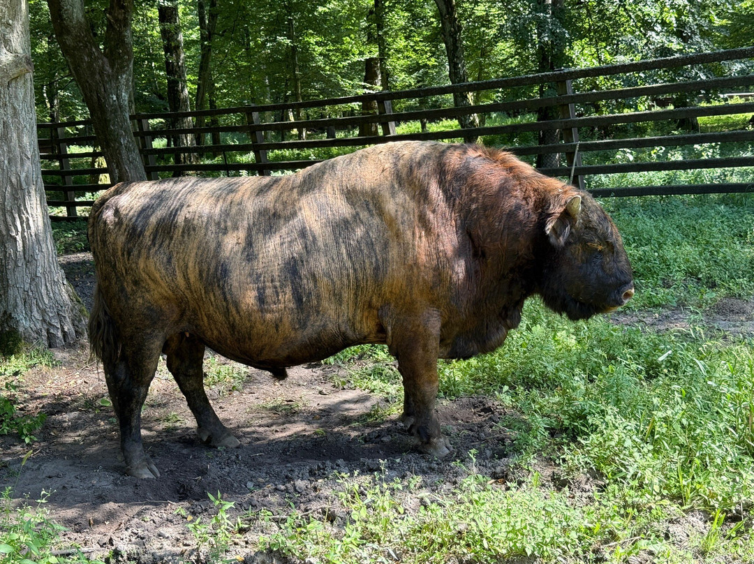 European Bison Reservation-Bialowieza必去景点