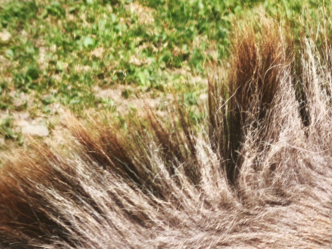 Wildpark Assling-Oberassling必去景点