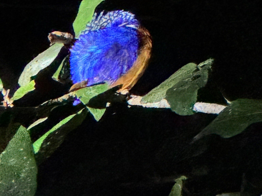 Masoala Safaris-Maroantsetra必去景点