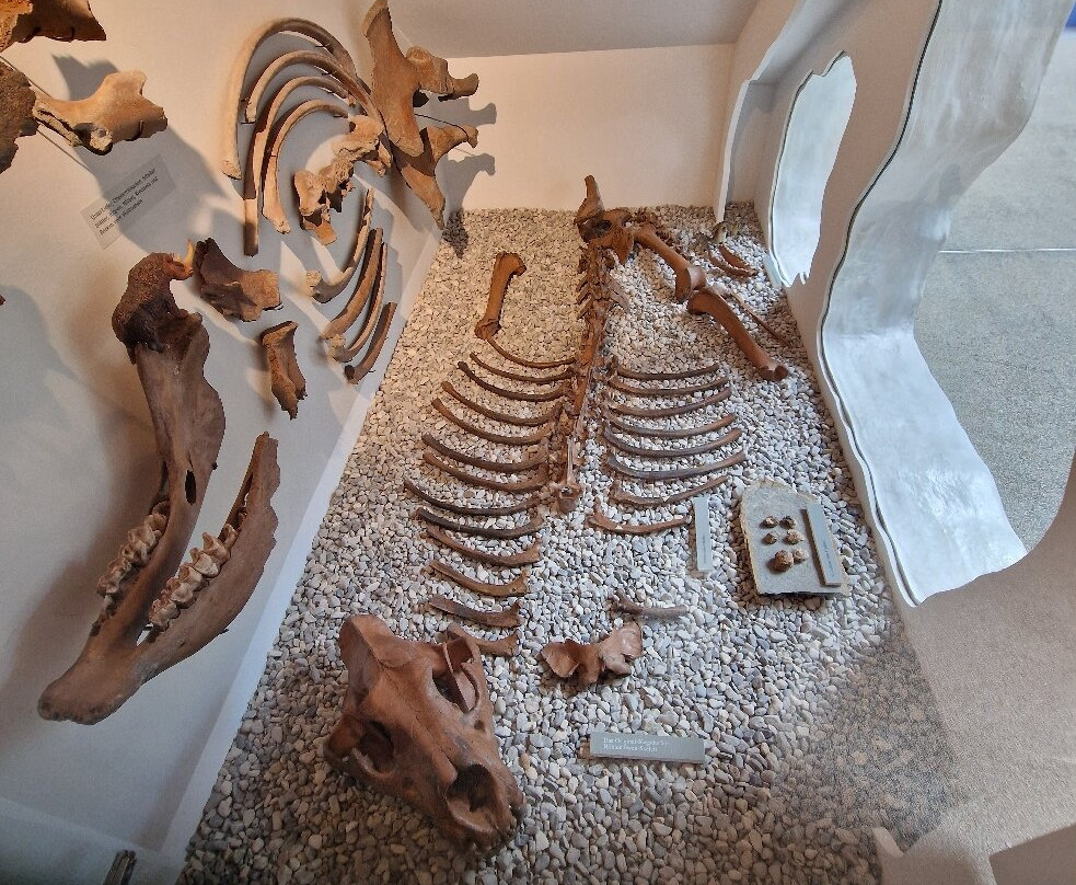 Südostbayerisches Naturkunde- und Mammut-Museum Siegsdorf-Siegsdorf必去景点