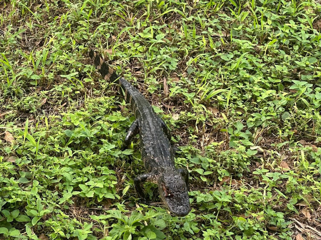 Everglades Airboat Excursions-Tamarac必去景点