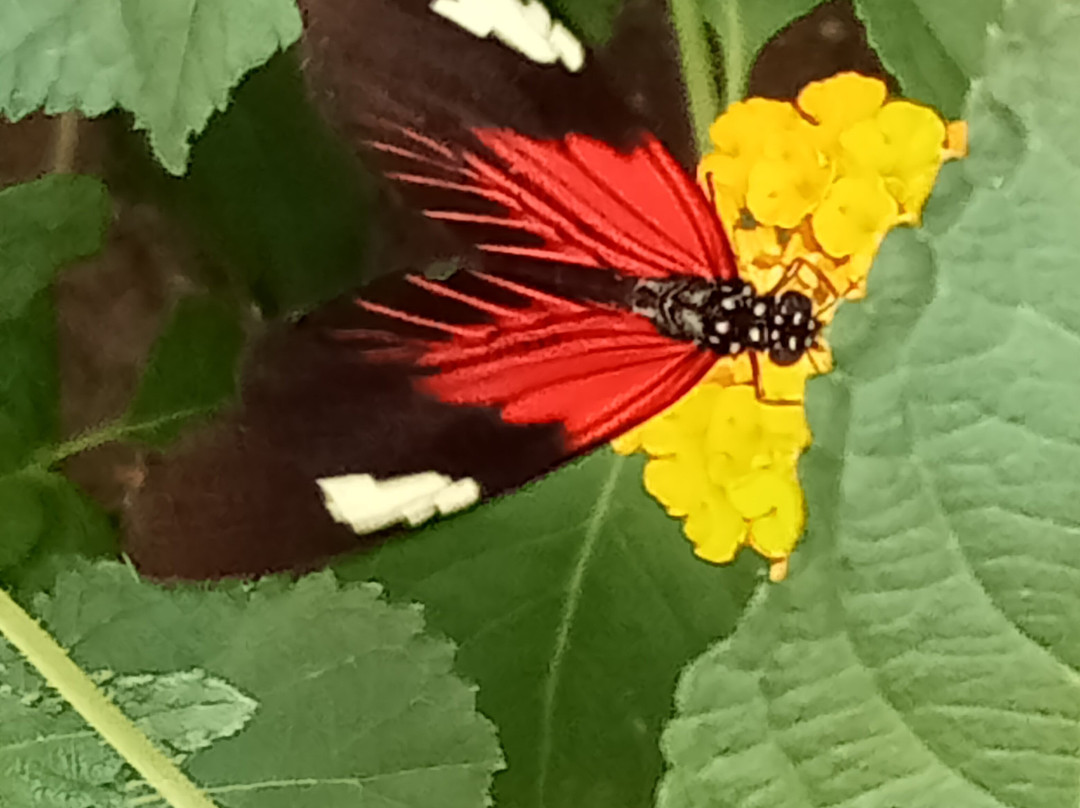 Le Carbet Amazonien-Velleron必去景点