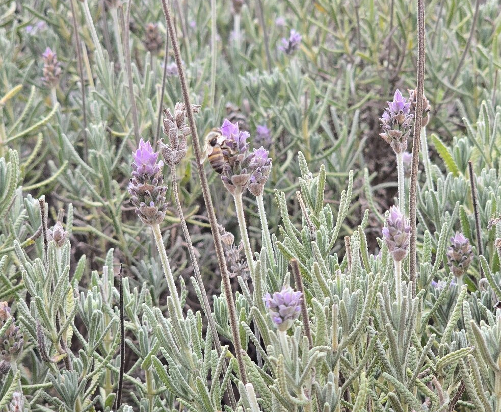 Macena Flores-Holambra必去景点
