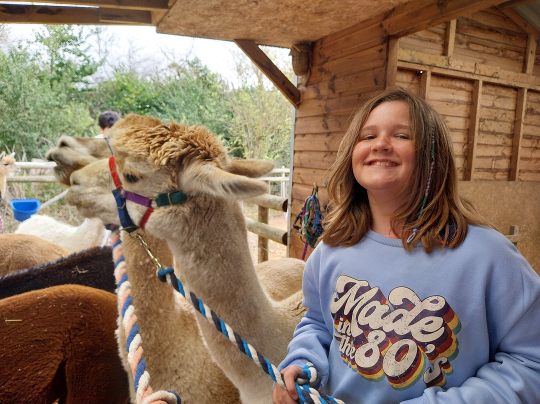 Cary Alpacas-约维尔必去景点