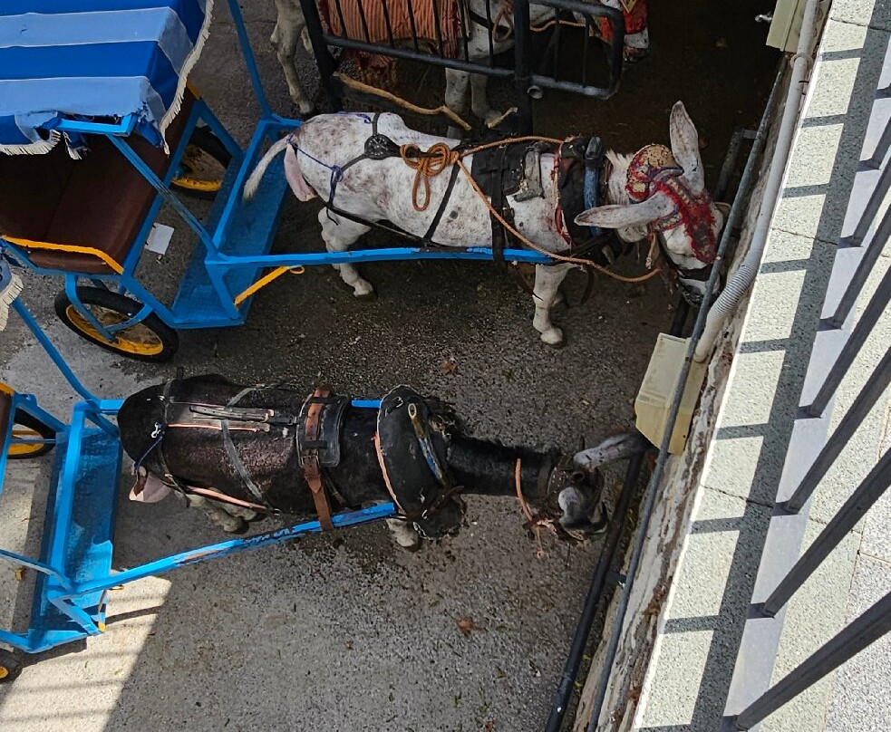 Centro de Artes Mijas-米哈斯镇必去景点