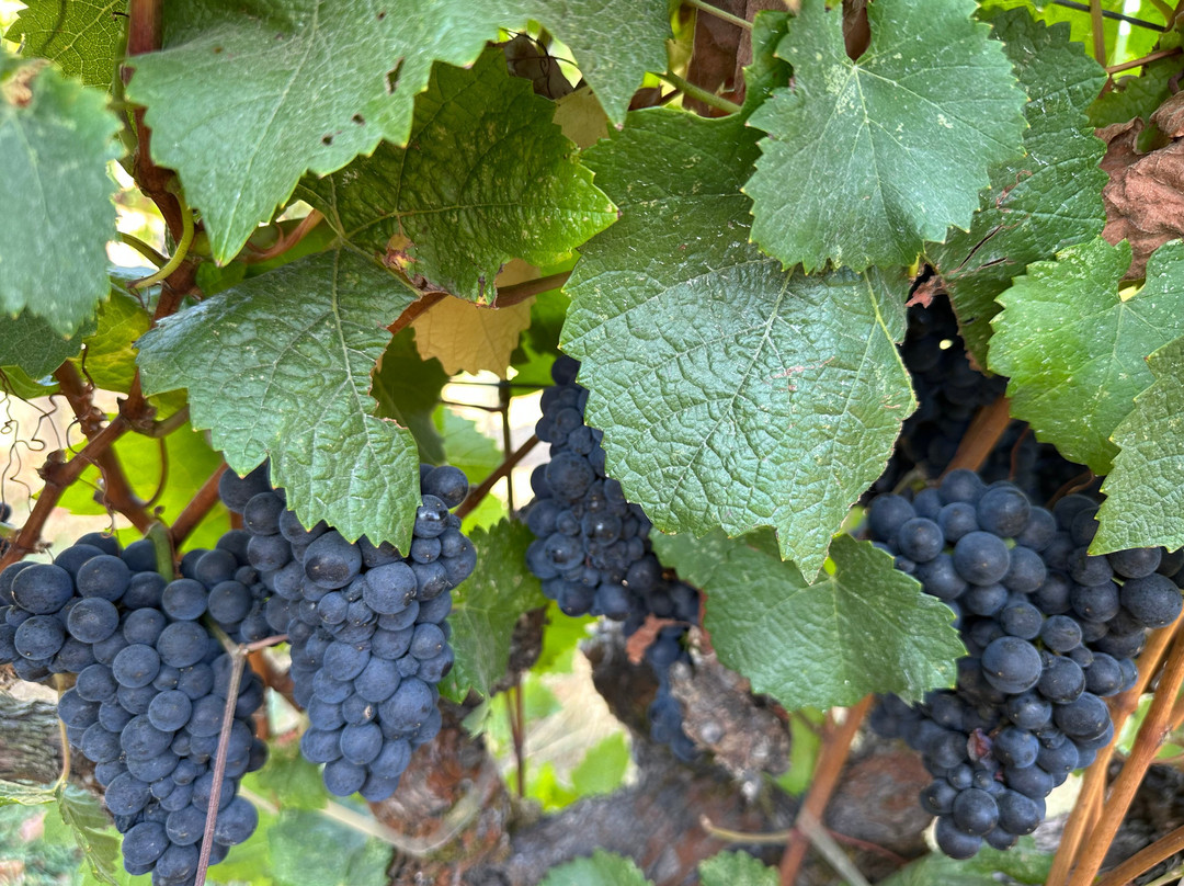 Hanna Winery-圣罗莎必去景点