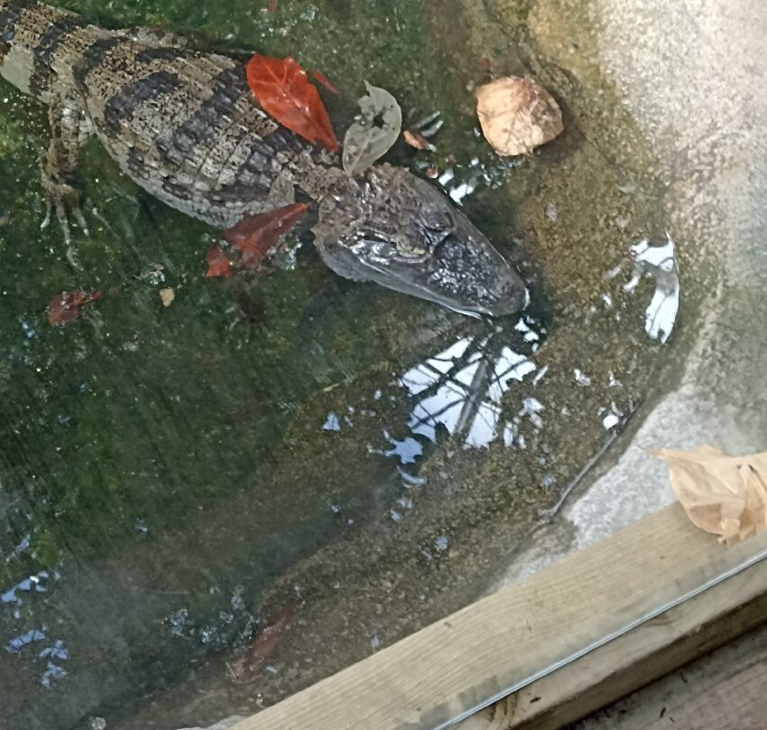 Plantasia Tropical Zoo-斯温西必去景点