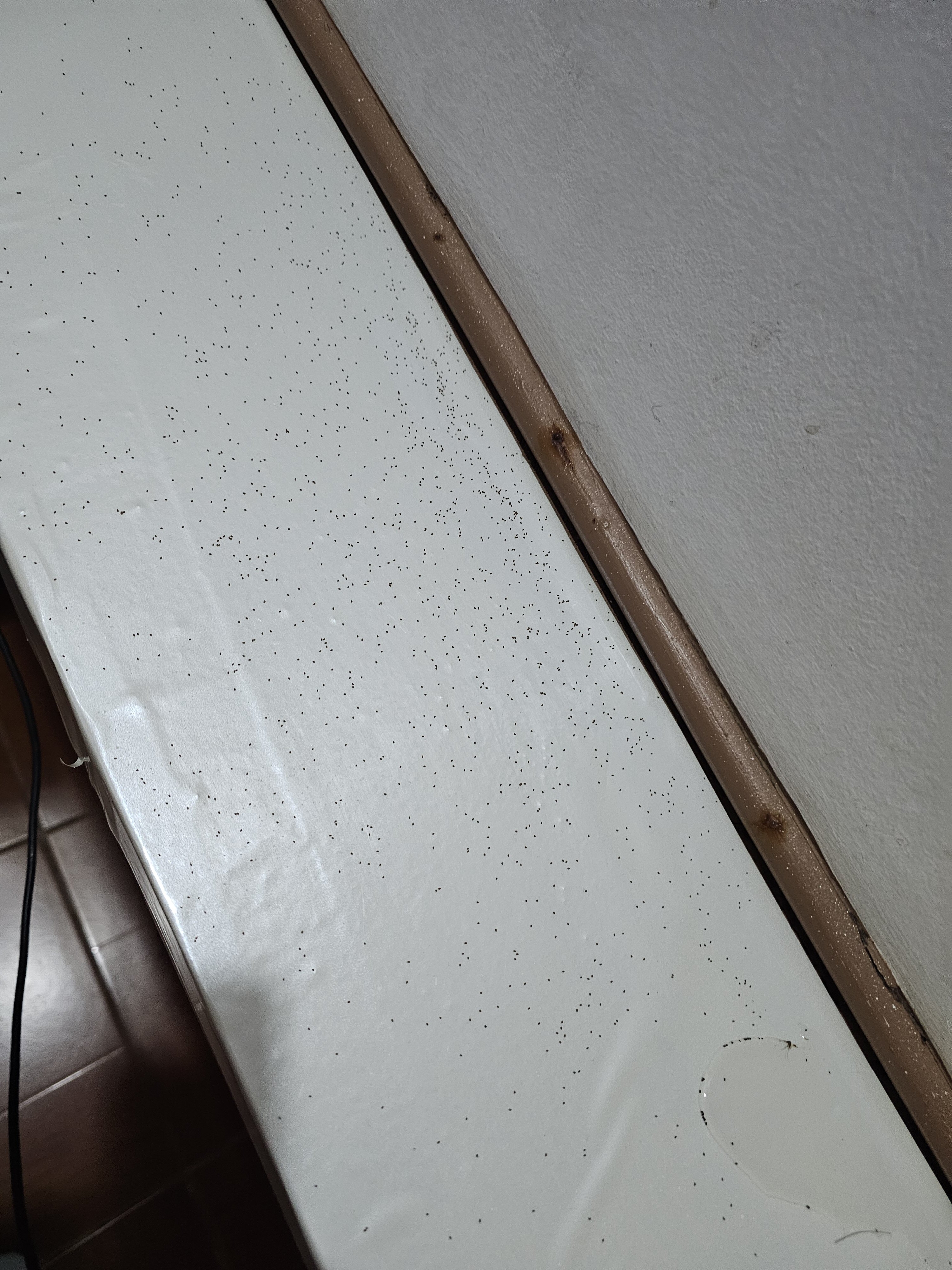 Sebay Surf Central-官方