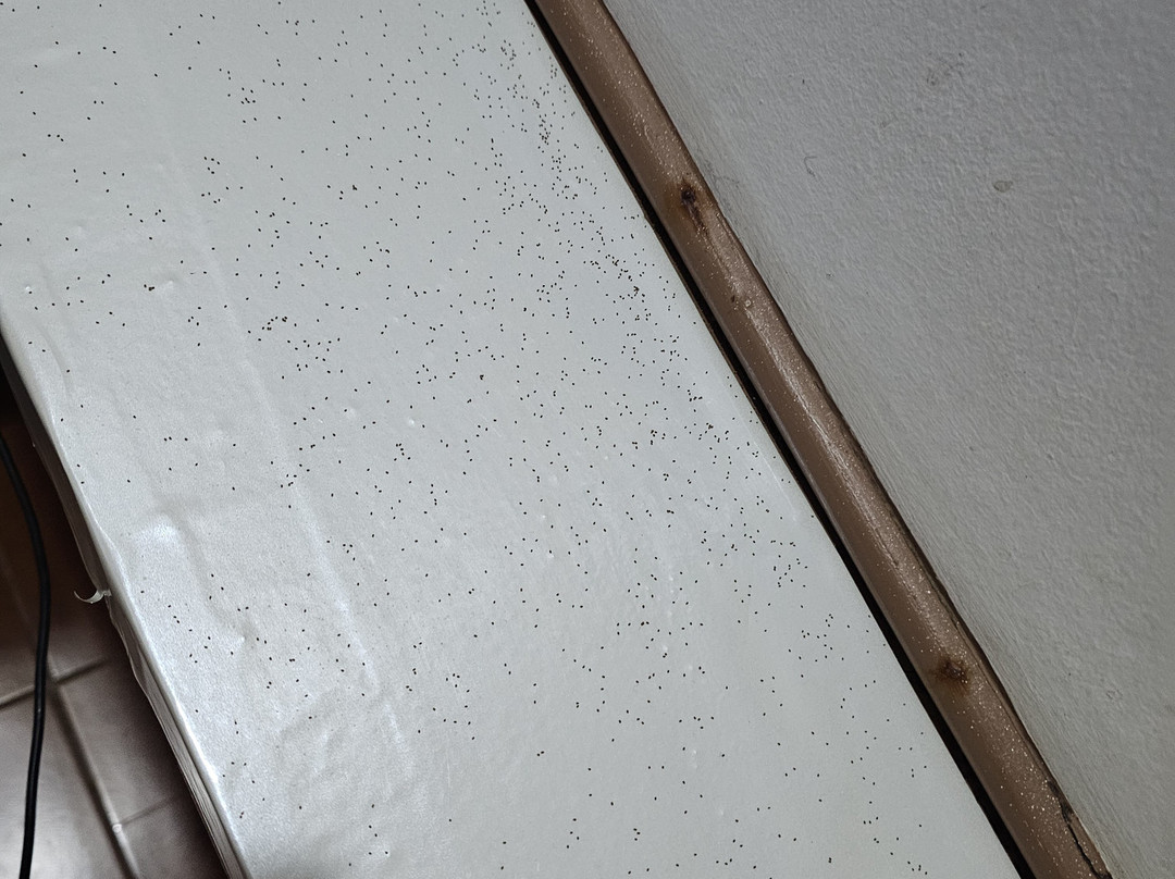 Sebay Surf Central主图