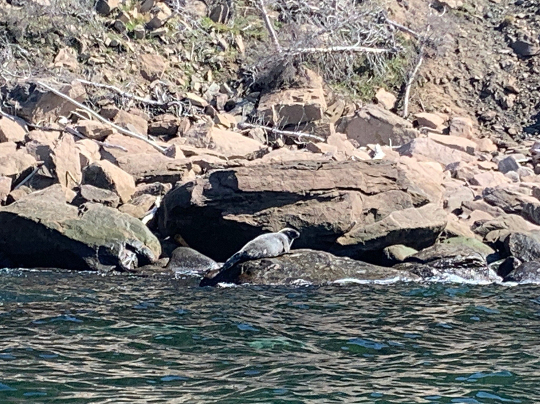 Capt. Mark's Whale and Seal Cruise-Pleasant Bay必去景点