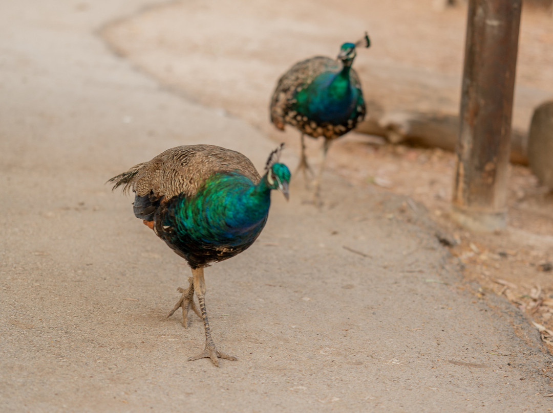 Gan Garoo Zoo-Nir David必去景点