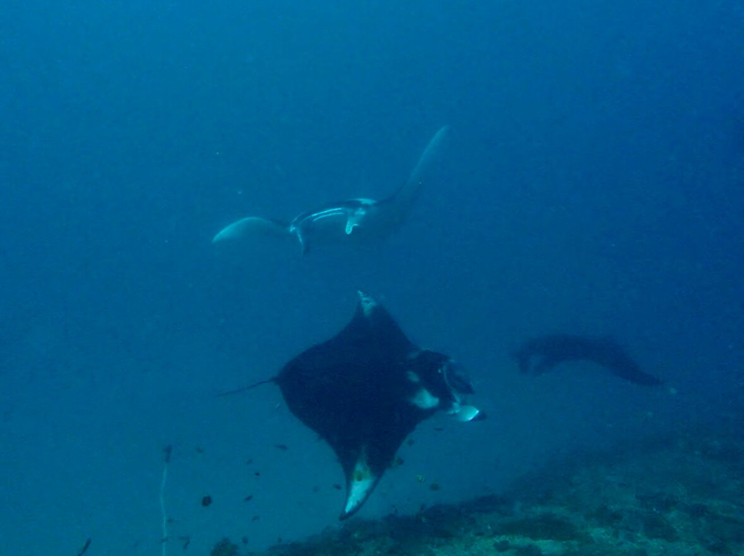 Dune Penida Dive Center-珀尼达岛必去景点