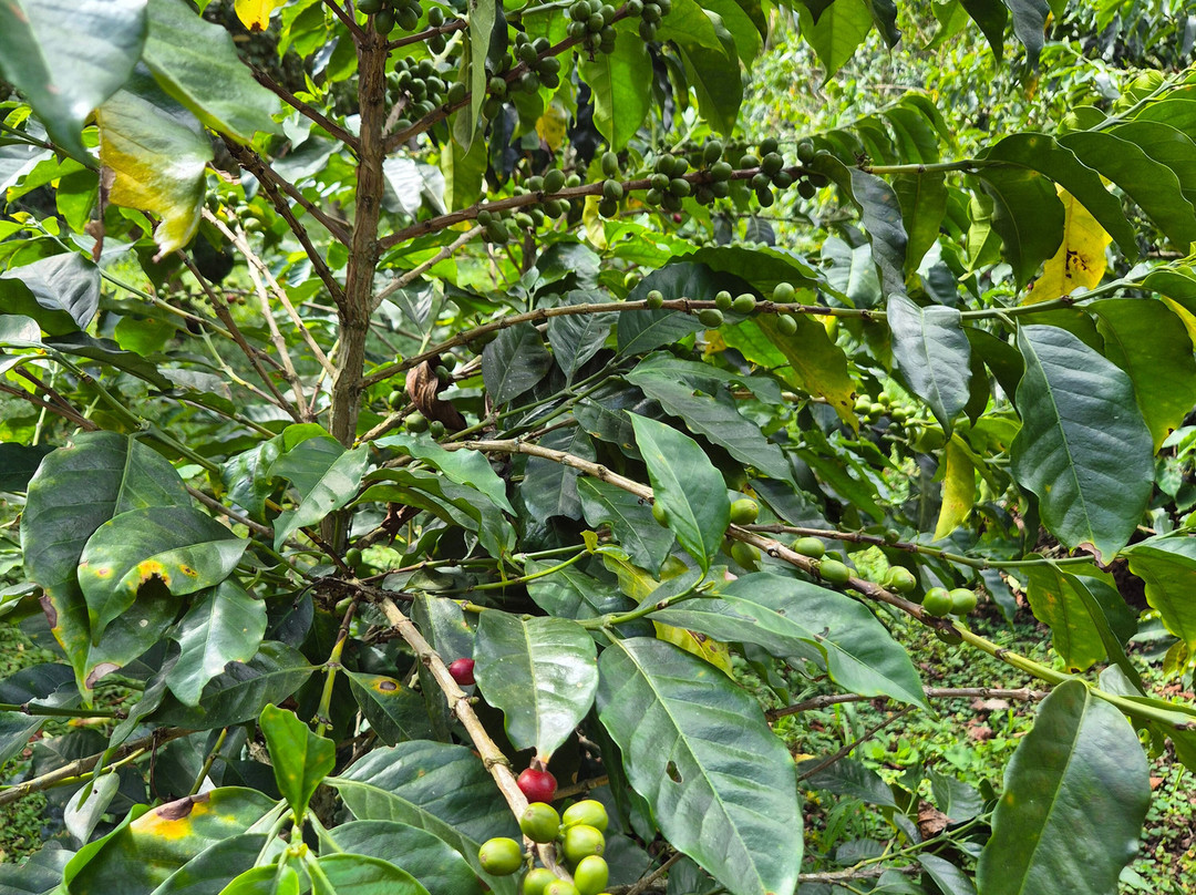 El Recuerdo Finca Cafetera Tradicional-萨伦托必去景点